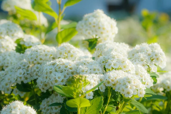 Çiçekli spirea çalısı. Bahar geldi. Spirea çiçeği.