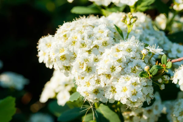 スパイレアの茂みを開花させます 春の時間だ 春の花 — ストック写真