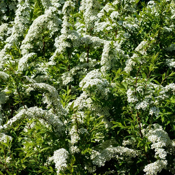 Çiçekli spirea çalısı. Bahar geldi. Spirea çiçeği.