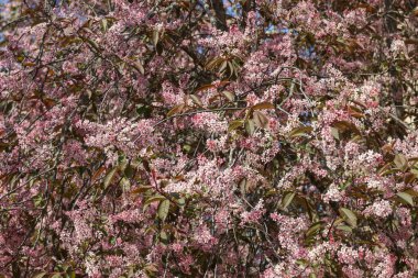 Baharda parkta kuş kirazı çiçekleri.