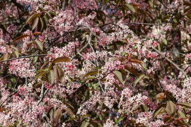 Baharda parkta kuş kirazı çiçekleri.