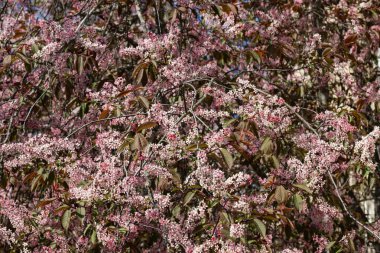 Baharda parkta kuş kirazı çiçekleri.