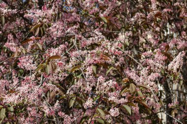 Baharda parkta kuş kirazı çiçekleri.