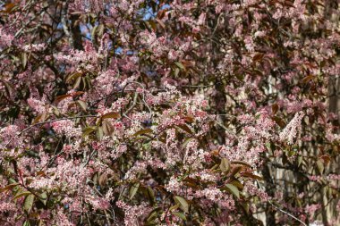 Baharda parkta kuş kirazı çiçekleri.