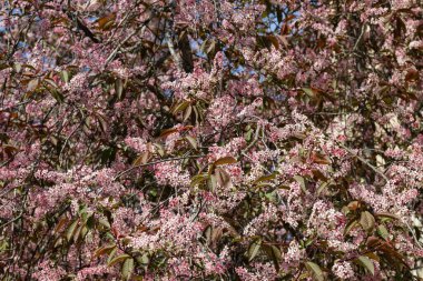 Baharda parkta kuş kirazı çiçekleri.