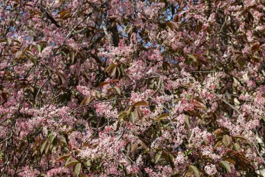 Baharda parkta kuş kirazı çiçekleri.