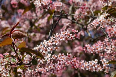 Baharda parkta kuş kirazı çiçekleri.