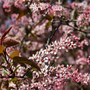 Baharda parkta kuş kirazı çiçekleri.