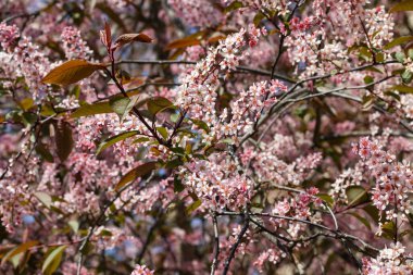Baharda parkta kuş kirazı çiçekleri.