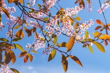 Baharda parkta kuş kirazı çiçekleri.