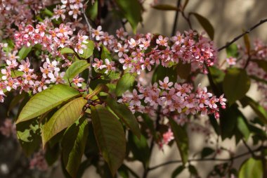 Baharda parkta kuş kirazı çiçekleri.