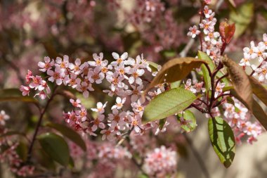 Baharda parkta kuş kirazı çiçekleri.