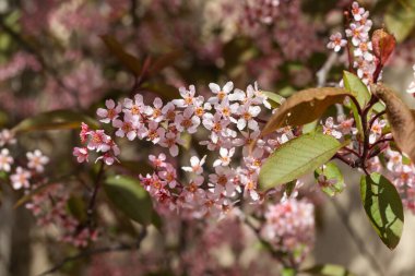 Baharda parkta kuş kirazı çiçekleri.