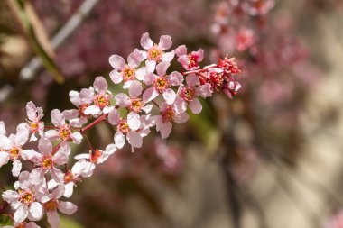 Baharda parkta kuş kirazı çiçekleri.