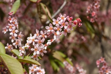 Baharda parkta kuş kirazı çiçekleri.