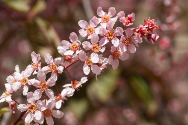 Baharda parkta kuş kirazı çiçekleri.