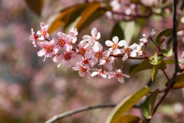 Baharda parkta kuş kirazı çiçekleri.