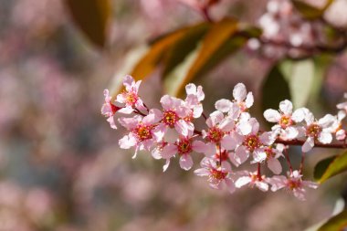 Baharda parkta kuş kirazı çiçekleri.