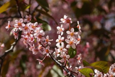 Baharda parkta kuş kirazı çiçekleri.