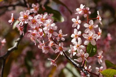Baharda parkta kuş kirazı çiçekleri.
