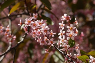 Baharda parkta kuş kirazı çiçekleri.