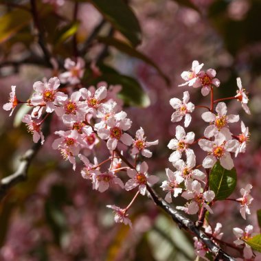 Baharda parkta kuş kirazı çiçekleri.