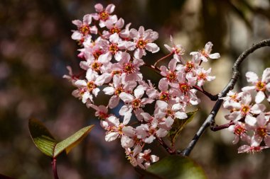 Baharda parkta kuş kirazı çiçekleri.
