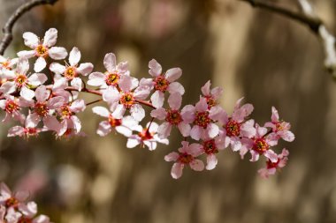 Baharda parkta kuş kirazı çiçekleri.