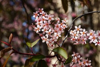 Baharda parkta kuş kirazı çiçekleri.