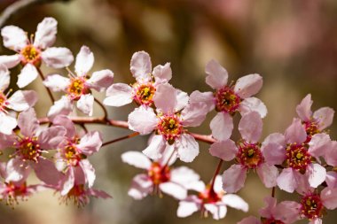 Baharda parkta kuş kirazı çiçekleri.
