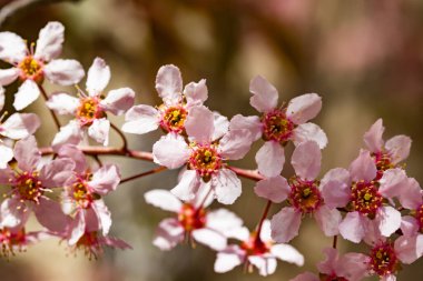 Baharda parkta kuş kirazı çiçekleri.