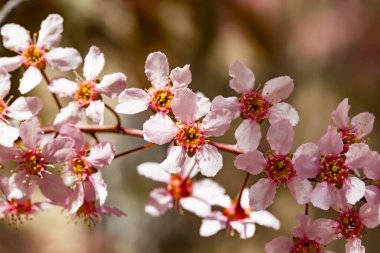 Baharda parkta kuş kirazı çiçekleri.