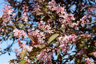 Baharda parkta kuş kirazı çiçekleri.