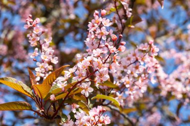 Baharda parkta kuş kirazı çiçekleri.