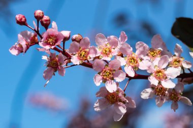 Baharda parkta kuş kirazı çiçekleri.