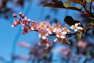 Baharda parkta kuş kirazı çiçekleri.