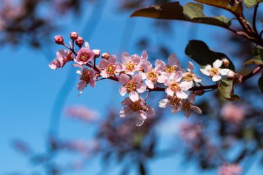 Baharda parkta kuş kirazı çiçekleri.