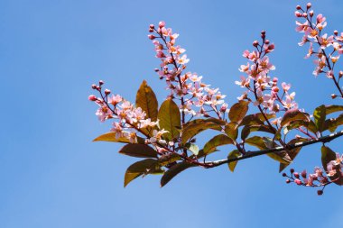 Baharda parkta kuş kirazı çiçekleri.