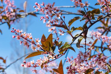 Baharda parkta kuş kirazı çiçekleri.