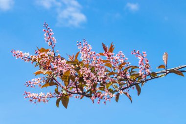 Baharda parkta kuş kirazı çiçekleri.