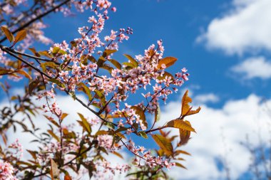Baharda parkta kuş kirazı çiçekleri.