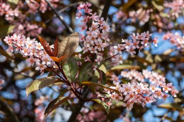 Baharda parkta kuş kirazı çiçekleri.