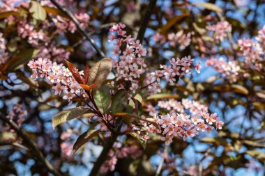 Baharda parkta kuş kirazı çiçekleri.