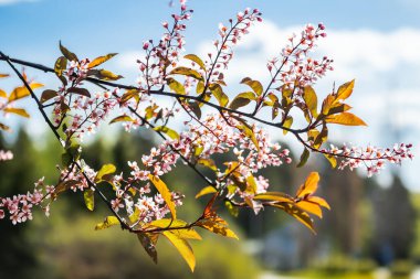 Baharda parkta kuş kirazı çiçekleri.