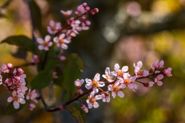 Baharda parkta kuş kirazı çiçekleri.