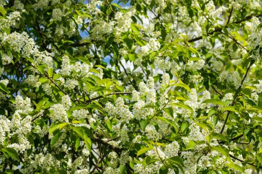 Baharda çiçek açan kirazların güzel beyaz çiçekleri.