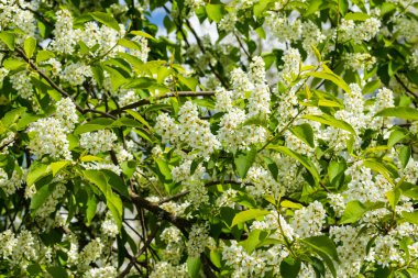 Baharda çiçek açan kirazların güzel beyaz çiçekleri.