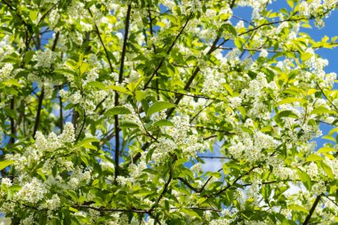 Baharda çiçek açan kirazların güzel beyaz çiçekleri.