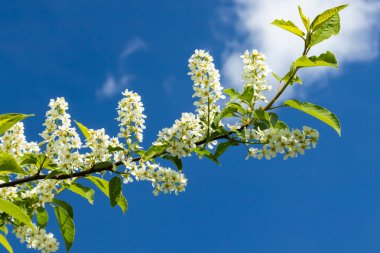 Baharda çiçek açan kirazların güzel beyaz çiçekleri.