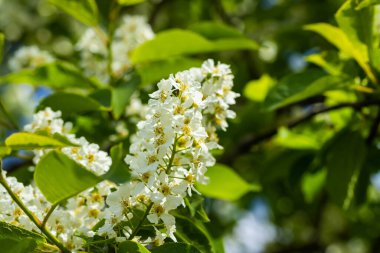 Baharda çiçek açan kirazların güzel beyaz çiçekleri.